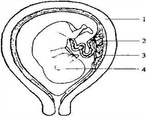 美国代孕男子产后首次出镜：孕前饮食：孕前禁