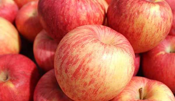 试管婴儿移植成功后，能吃苹果，梨子，桃子等水果吗？